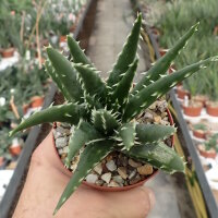 Aloe longistyla