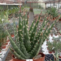 Aloe longistyla