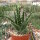 Aloe longistyla
