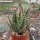 Aloe longistyla