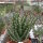 Aloe longistyla
