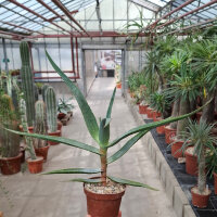 Aloe marlothii
