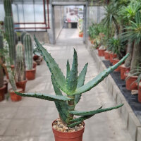 Aloe marlothii