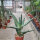 Aloe marlothii