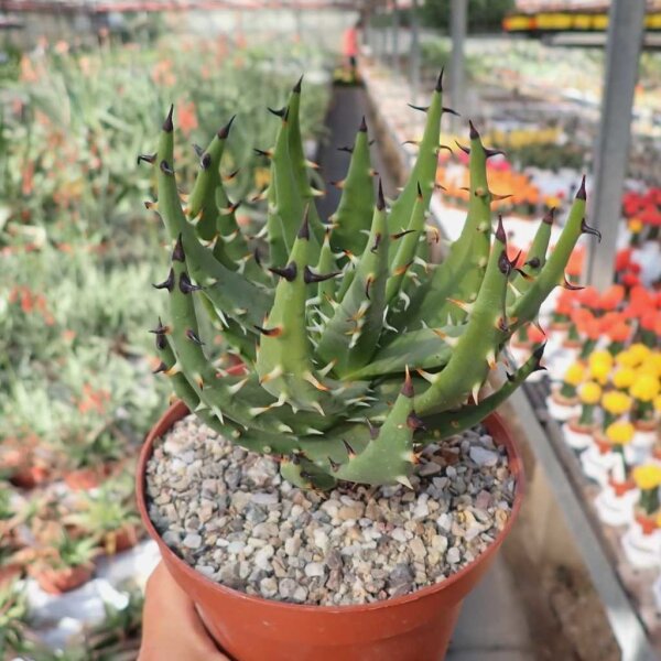 Aloe melanacantha