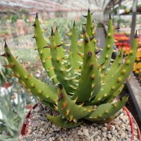 Aloe melanacantha