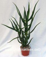 Aloe ngobitensis