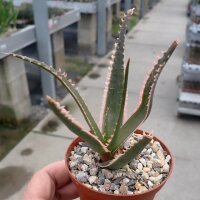 Aloe cv. Sharkteeth