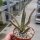 Aloe cv. Sharkteeth