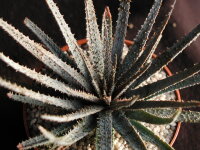 Aloe parvula Itremo, Madagaskar CITES, not outside EU