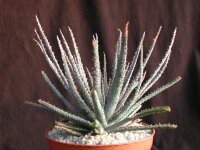 Aloe parvula Itremo, Madagaskar CITES, not outside EU
