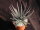 Aloe parvula Itremo, Madagaskar CITES, not outside EU