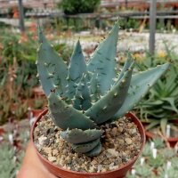 Aloe peglerae