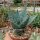 Aloe peglerae