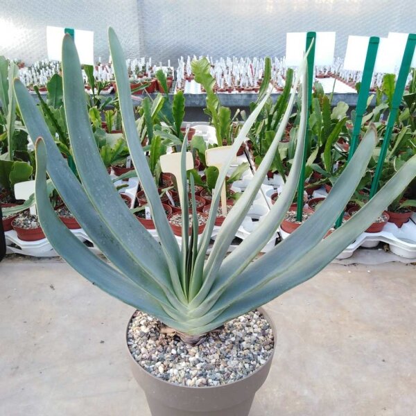 Aloe plicatilis