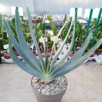 Aloe plicatilis