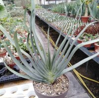Aloe plicatilis