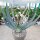 Aloe plicatilis