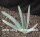 Aloe plicatilis