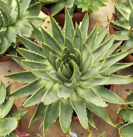 Aloe polyphylla Spiral-Aloe XL, not outside EU