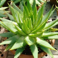 Aloe polyphylla Spiral-Aloe XL, not outside EU