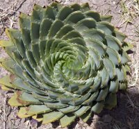 Aloe polyphylla Spiral-Aloe XL, not outside EU