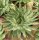 Aloe polyphylla Spiral-Aloe XL, not outside EU