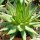 Aloe polyphylla Spiral-Aloe XL, not outside EU