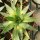 Aloe polyphylla Spiral-Aloe XL, not outside EU