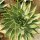 Aloe polyphylla Spiral-Aloe XL, not outside EU