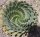 Aloe polyphylla Spiral-Aloe XL, not outside EU