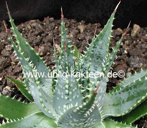 Aloe pratensis