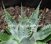 Aloe pratensis