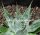 Aloe pratensis