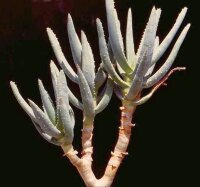 Aloe ramosissima