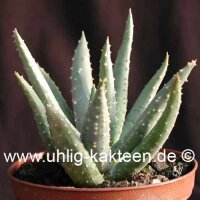 Aloe ramosissima