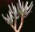 Aloe ramosissima