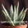 Aloe ramosissima