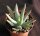 Aloe ramosissima