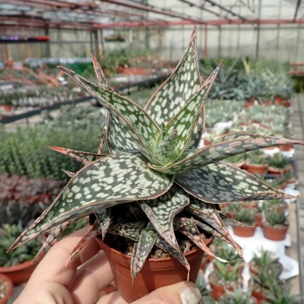 Aloe rauhii CITES, not outside EU