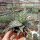Aloe rauhii CITES, not outside EU