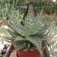 Aloe rauhii forma Rauh