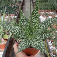 Aloe rauhii forma Rauh