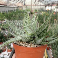Aloe rauhii forma Rauh