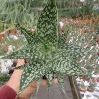 Aloe rauhii forma Rauh