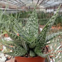 Aloe rauhii forma Rauh
