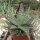 Aloe rauhii forma Rauh