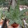 Aloe rauhii forma Rauh