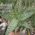 Aloe rauhii forma Rauh
