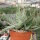Aloe rauhii forma Rauh